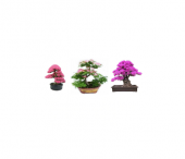 3lü Set Bonsai Ağacı Tohumu Bonzai Erguvan Gülibrişim Mersin - 1