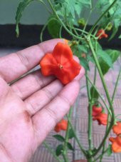 Eko Paket 25 Tohum Nadir İthal Gül biberi Tohumu Bishops Tacı - 1