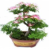 3lü Set Bonsai Ağacı Tohumu Bonzai Erguvan Gülibrişim Mersin - 3