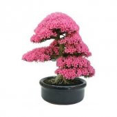 3lü Set Bonsai Ağacı Tohumu Bonzai Erguvan Gülibrişim Mersin - 5
