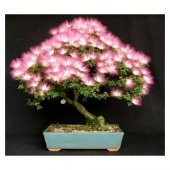 3lü Set Bonsai Ağacı Tohumu Bonzai Erguvan Gülibrişim Mersin - 6