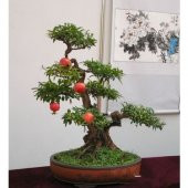 3 Farklı Meyveli Bonsai Ağacı Tohumu Bonzai Kayısı Portakal Nar - 6