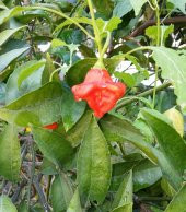 Eko Paket 25 Tohum Nadir İthal Gül biberi Tohumu Bishops Tacı - 4