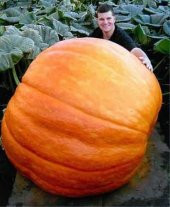 Eko Paket 10 Tohum Atlantik Giant Dev Kabak Tohumu + Süpriz Hediye Tohum thumbnail 1