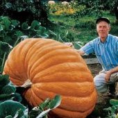 Eko Paket 10 Tohum Atlantik Giant Dev Kabak Tohumu + Süpriz Hediye Tohum thumbnail 2