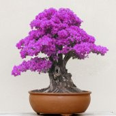 3lü Set Bonsai Ağacı Tohumu Bonzai Erguvan Gülibrişim Mersin - 8