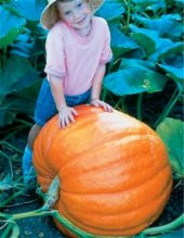 Eko Paket 10 Tohum Atlantik Giant Dev Kabak Tohumu + Süpriz Hediye Tohum thumbnail 3