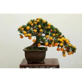 3 Farklı Meyveli Bonsai Ağacı Tohumu Bonzai Kayısı Portakal Nar - 8