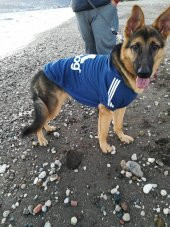 ADIDOG NAVY 4 BIG DOGS - LACİVERT - 8