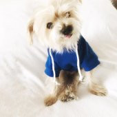 Athletique Arılı Köpek Süeteri  Köpek Kıyafet Elbise - 8
