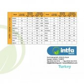 Fasulye Tohumu 40 Günlük Amerikan - Atlantis - 1 kg - 2.000 Adet Tohum - 3