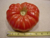 BİFTEK DOMATES TOHUMU*(COUER DE BOUEF - 1