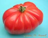 BİFTEK DOMATES TOHUMU*(COUER DE BOUEF - 2