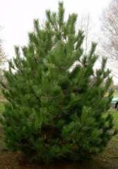 Karaçam Tohumu 500 Gr (10.000 Adet) Pinus Nigra Tohumu Çam Tohumu - 1