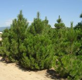 Karaçam Tohumu 500 Gr (10.000 Adet) Pinus Nigra Tohumu Çam Tohumu - 3