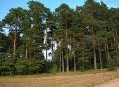 Sarıçam Tohumu 10 Gr (1.000 Adet)  Pinus Sylvestris Tohumu Çam Tohumu Sarıçam Ağacı Tohumu Sarıçam - 1