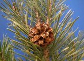 Sarıçam Tohumu 10 Gr (1.000 Adet)  Pinus Sylvestris Tohumu Çam Tohumu Sarıçam Ağacı Tohumu Sarıçam - 3