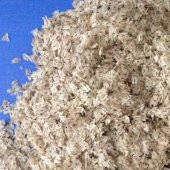 Çin Kavağı Tohumu  1 Gr (3,800 Adet) Paulownia Tomentosa Çin Kavak Tohumu Kavak Tohumu Çin Kavağı - 2