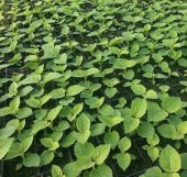 Çin Kavağı Tohumu  1 Gr (3,800 Adet) Paulownia Tomentosa Çin Kavak Tohumu Kavak Tohumu Çin Kavağı - 3