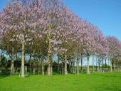 Çin Kavağı Tohumu  1 Gr (3,800 Adet) Paulownia Tomentosa Çin Kavak Tohumu Kavak Tohumu Çin Kavağı - 5