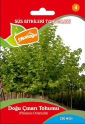 Çınar Ağacı Tohumu 1 Paket (200 Adet)  Çınar Tohumu Çınar Ağacı Tohumu Tohum Doğu Çınarı Tohumu - 1
