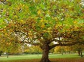 Çınar Ağacı Tohumu 5 Gr (1.000 Adet)  Çınar Tohumu Platanus Orientalis Tohum Doğu Çınarı Tohumu - 2