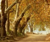Çınar Ağacı Tohumu 5 Gr (1.000 Adet)  Çınar Tohumu Platanus Orientalis Tohum Doğu Çınarı Tohumu - 3