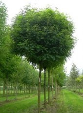 Yalancı Akasya Tohumu 25 Gr (1.000 Adet) Robinia Pseudoacacia Tohumu Yalancı Akasya Bitkisi Tohumu Süs Bitkisi Tohumu - 1