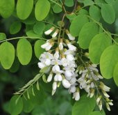 Yalancı Akasya Tohumu 25 Gr (1.000 Adet) Robinia Pseudoacacia Tohumu Yalancı Akasya Bitkisi Tohumu Süs Bitkisi Tohumu - 2