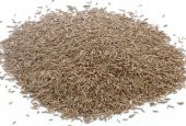 Süt Otu Tohumu 5 kg  Ryegrass Tohumu Trinova Yem Bitkileri  Yem Bitkisi Tohumu - 2
