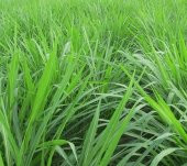 Süt Otu Tohumu 5 kg  Ryegrass Tohumu Trinova Yem Bitkileri  Yem Bitkisi Tohumu - 1