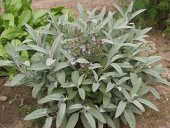 Adaçayı Tohumu 500 Gr Anadolu Tıbbi Adaçayı Tohumu Adaçayı Tohumu Salvia Officinalis Tıbbi Adaçayı - 1