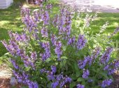 Adaçayı Tohumu 500 Gr Anadolu Tıbbi Adaçayı Tohumu Adaçayı Tohumu Salvia Officinalis Tıbbi Adaçayı - 2