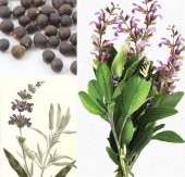Adaçayı Tohumu 500 Gr Anadolu Tıbbi Adaçayı Tohumu Adaçayı Tohumu Salvia Officinalis Tıbbi Adaçayı - 3