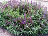 Adaçayı Tohumu 500 Gr Anadolu Tıbbi Adaçayı Tohumu Adaçayı Tohumu Salvia Officinalis Tıbbi Adaçayı - 4