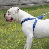 Doggie Ronin Comfort Köpek Göğüs Tasması Large (DSGT-L) - 6