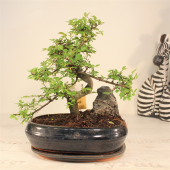 Japon Bonsai Ağacı - 1