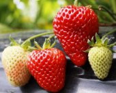 Albion Cilek Fidesi 10 Adet Yediveren Çilek Fidesi Kokulu Çilek Fidesi Organik Çilek Fidesi thumbnail 3