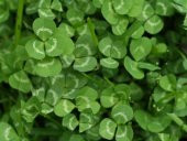 Ak ucgul Tohumu 100 gr Süs Yoncası Tohumu Bodur Yonca Tohumu Üçgül Tohumu Tavuk Yoncası thumbnail 2