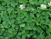 Ak ucgul Tohumu 100 gr Süs Yoncası Tohumu Bodur Yonca Tohumu Üçgül Tohumu Tavuk Yoncası thumbnail 3