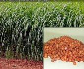 Sorgum Sudan Otu Tohumu 1 Kg Sudan Otu Melezi Yem Bitkileri Tohumu - 2