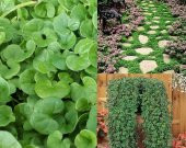 Fare Kulağı Tohumu 1 Kg Dichondra Repens Tohumu Kundura Çimi Tohumu Bahçe Çim Tohumu - 1
