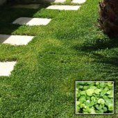 Fare Kulağı Tohumu 1 Kg Dichondra Repens Tohumu Kundura Çimi Tohumu Bahçe Çim Tohumu - 2