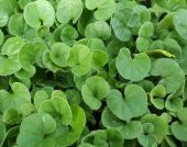Fare Kulağı Tohumu 1 Kg Dichondra Repens Tohumu Kundura Çimi Tohumu Bahçe Çim Tohumu - 4