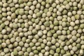 Yem Bezelyesi Tohumu 10 Kg Yemlik Bitki Tohumu Pisum Sativum Tohumu Yem Bitkisi Tohumu - 2