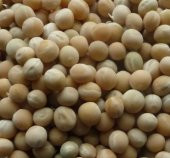 Yem Bezelyesi Tohumu 10 Kg Yemlik Bitki Tohumu Pisum Sativum Tohumu Yem Bitkisi Tohumu - 3
