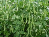 Yem Bezelyesi Tohumu 10 Kg Yemlik Bitki Tohumu Pisum Sativum Tohumu Yem Bitkisi Tohumu - 4