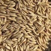 Yulaf Tohumu 1 Kg Doğal Yulaf Tane Yulaf İlaçsız Yulaf Yemlik Yulaf Kuş Yemi - 1