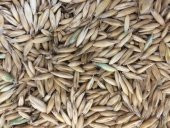 Yulaf Tohumu 1 Kg Doğal Yulaf Tane Yulaf İlaçsız Yulaf Yemlik Yulaf Kuş Yemi - 2