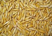 Yulaf Tohumu 1 Kg Doğal Yulaf Tane Yulaf İlaçsız Yulaf Yemlik Yulaf Kuş Yemi - 3